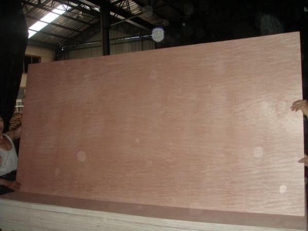 Quality bintangor poplar plywood for sale