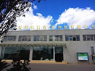 Kunming Hongri Flower Plant Co., Ltd.