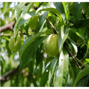 Buy cheap MONKFRUIT EXTRACT & JUICE CONCENTRATED from wholesalers