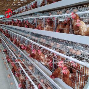 Wholesale 3 Tier Poultry Farming Cage System With 2.8-3.5mm Cage Wire - Easy To Install Mia from china suppliers