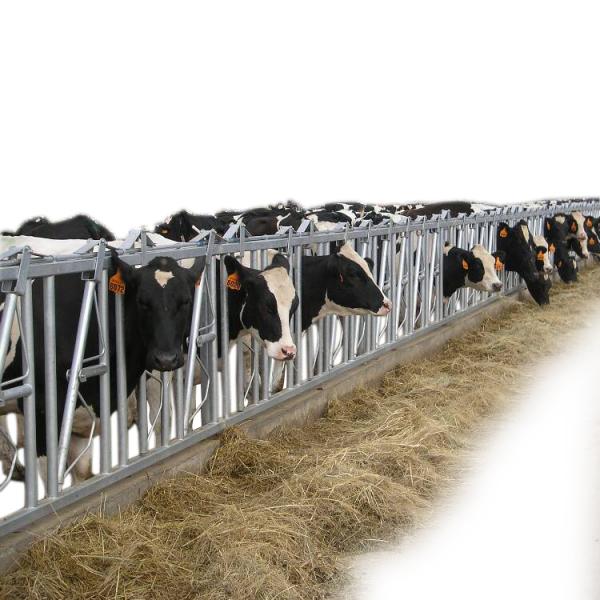 ISO Galvanized pipe Cow Head Lock
