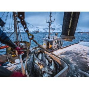 Customizable Service and Maintenance Plan for FOCUSUN 20T Sea Water Flake Ice