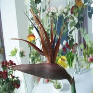Real Touch PU Bird of Paradise ,