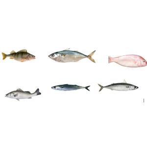 Most Accurate Pelagic Fish Grading Line And Sorting Other Small Fish With