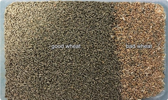 5400 Pixels RGB CCD Wheat Machine Advanced Micro Processing