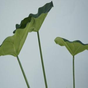 Real Touch PU Lotus, Both Leaves and Flower