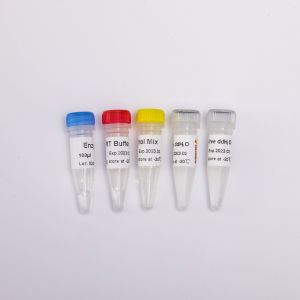 RT PCR Mix For QPCR Premixed Reverse Transcriptase PCR Reagents R1031