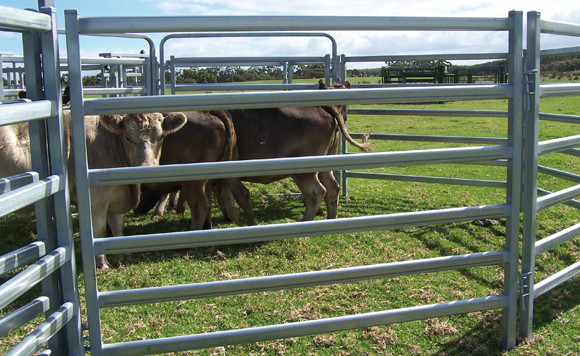 Quality 25pcs Bundle Heavy Duty Portable Cattle Panels For Sale & Gate for sale