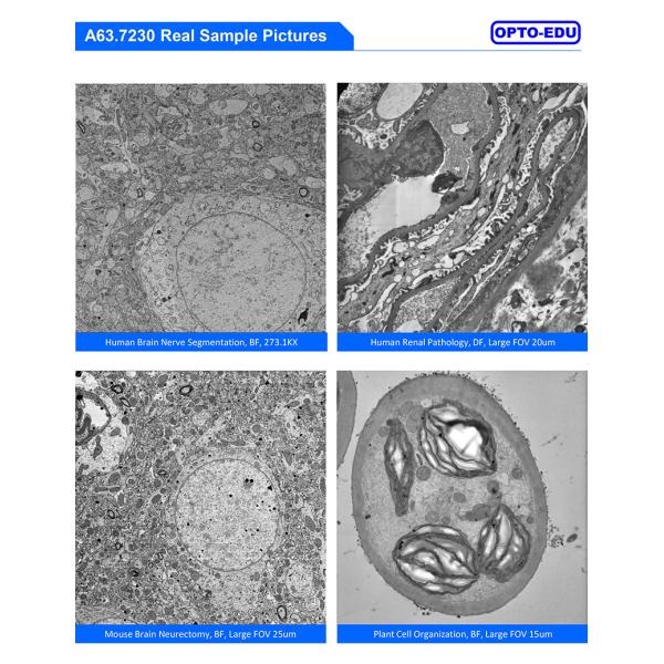 OPTO-EDU A63.7230 Scanning Transmission Electron Microscope STEM 50KV 800000x