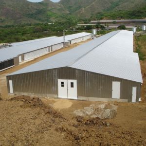 Q235B Q355B Steel Structure Chicken House , Economical Prefab Steel Structure