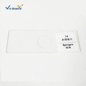 Laboratory Teaching Protozoa Algae 20pcs Microscope Glass Slides