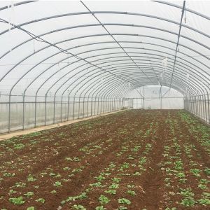 High Output Attractive Single Span Greenhouse With Stable Structure