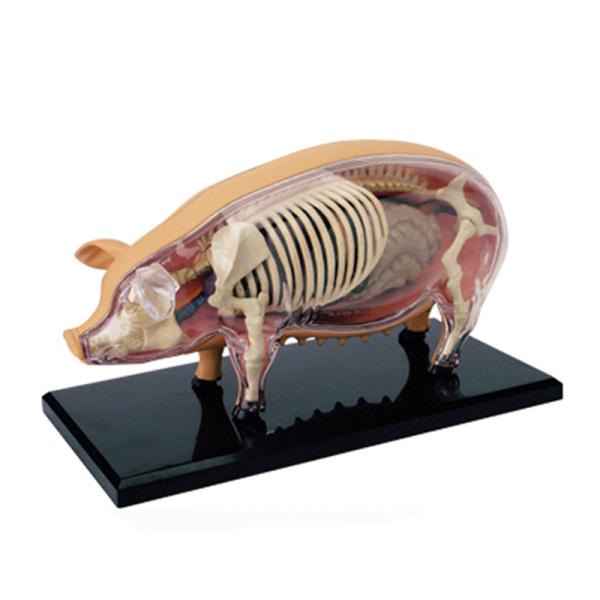 Educational Master 18cm 4d Anatomy Model 19 Parts