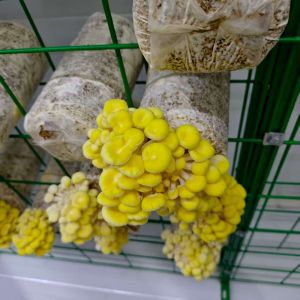 Precisely Regulate Temperature Humidity Ventilation Lighting Mushroom Container