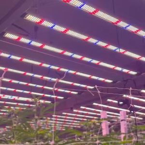 Wholesale LM281B 800W Full Spectrum Led Plant Grow Lights Customized 240W 320W 480W 640W 720W1000W LM301H EVO for Hydroponic from china suppliers