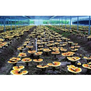 high quality Ganoderma lucidum Extract/ Reishi Extract/Reishi Mushroom Extract