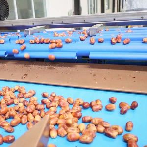 Advanced Size Division 2.0 Tons Per Hour 8-Lane Palm Dates Sorting Machine