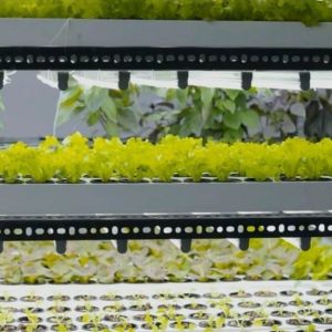 Shipping Container Vertical Farming with Commercial Greenhouse and Multi-Span
