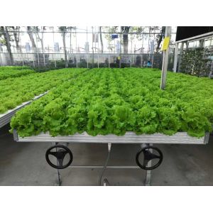 Nursery Seedbed 4x8 Flood Trays Tables Movable Rolling Bench Greenhouse Table