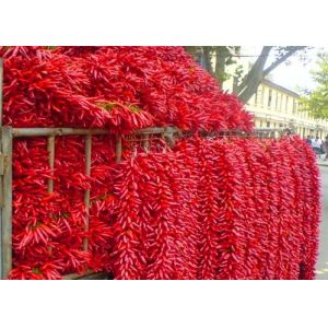 China Seedless Whole Dry Chilli Chaotian Sichuan Facing Heaven Chillies on sale