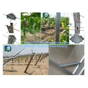 Customized Y Style Open Gable Trellis System Head Trellising Support 5.0MM Thick