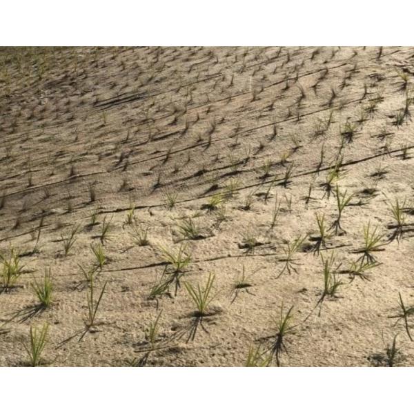 Hot Sale 100% Biodegradable Natural Jute Material Felt Fabric for Seed Growing