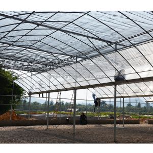 Film Type Multi Span Greenhouse Wide Span Greenhouse With Steel Skeleton And