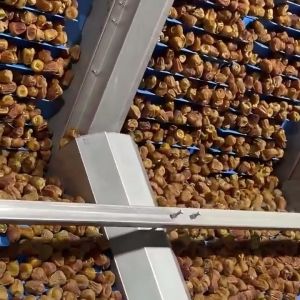 Intelligent Date Sorting Machine Featuring AI Deep Learning Food-Grade Safety