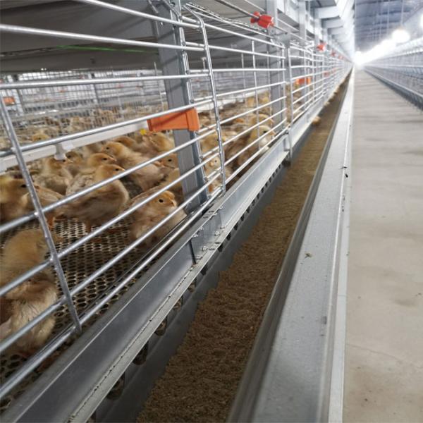 One Day Old Chicken Cage Poultry Drinking System