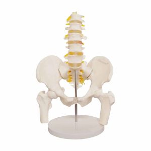 Medical Lumbar Spine Pelvic Anatomical Skeleton Model Vertebral Column 3D