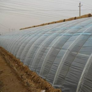 Tomato Farming Sunlight Greenhouse with Humidity Control and Temperature Control