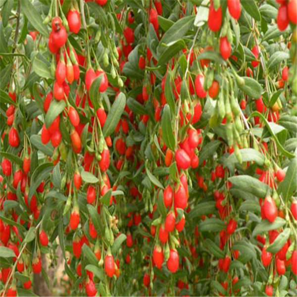 Rich in Nutrients and Health Care Value of Barbury Wolfberry Fruit P.E