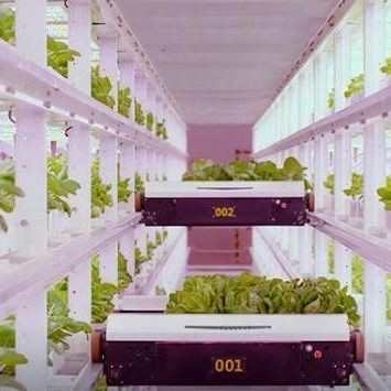 Shipping Container Vertical Farming with Commercial Greenhouse and Multi-Span