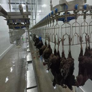 Automated Poultry Processing Machine For Slaughtering Chicken Customized