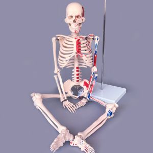 Medical Science 180cm Scattered Anatomical Skeleton Educational Model