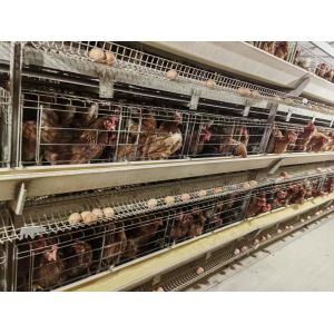High Brood Survival Rate Layer Chicken Cage Multilayer Partition Structure