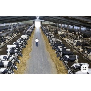 Weld Steel Structure Cow Shed Construction Temporary Livestock Shelter Fast