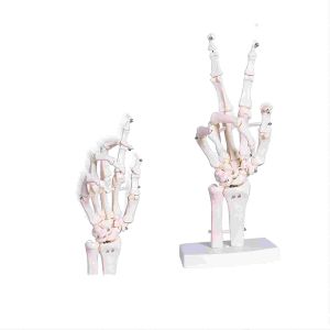 Articulated Human Skeleton Model Hand Joint Bone For Lab