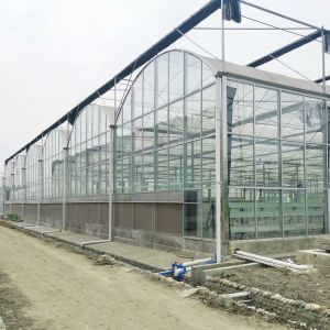 Wholesale Round Tunnel Tempered Venlo Glass Greenhouse Multi Span Automatic Hydroponics from china suppliers