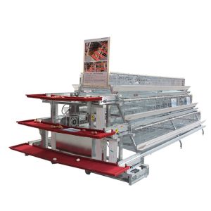 Automatic Farm A Type Layer Chicken Cage With Poultry Drinking System