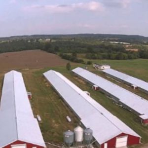 Customized Modern Steel Structure Chicken House Layer Cage For Chickens Poultry