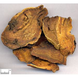 Wholesale Rhubarb Root P.E. RHB-Anthraquinones 50% UV；10：1, Chinese Manufacturer , top quality from china suppliers