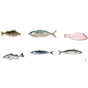 Four Models Automatic Fish Grading Machine And Sizing Small Fish With High