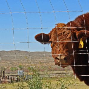 Excellent Hot Dipped Galvanized Cattle Fence Fence Grassland Wire Fence Factory