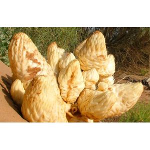 Wholesale pure cistanche tubulosa extract powder 4:1, 8:1, 20:1 Cistanche salsa (C.A.Mey.) G. Beck from china suppliers