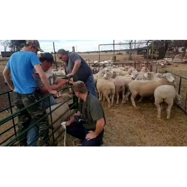 OEM Portable Veterinary Doppler Ultrasound Scanner 128 Images Permanent Storage