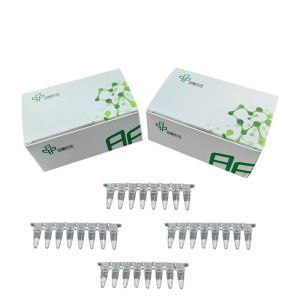 Wholesale Isothermal PCR Amplification Kit Freeze Dried Reagent Metal Bath And Water Bath Pot Compatible from china suppliers