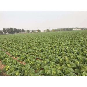 Wholesale Delicious Flat Head Cabbage For Frying / Simmering / Mixing / Simmering from china suppliers