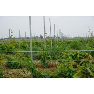 60G Zinc Coated Steel Trellis System , Apple Tree Support Stake 2.4 Meter Height