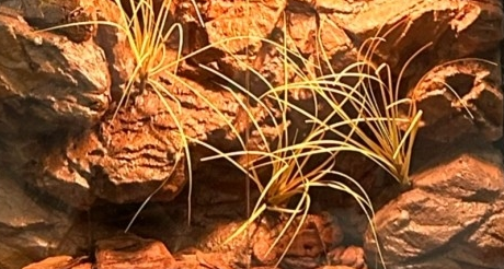 Wholesale Water Retardant Reptile Enclosure Background Mildew Proof Lizard Enclosure Background from china suppliers